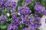 50 BLUE GEM NEMESIA Strumosa Flower Seeds Flowering Plants
