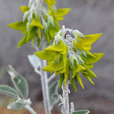 10 Green Bird Flower Seeds, crotalaria cunninghamii high quality seeds Green Plant