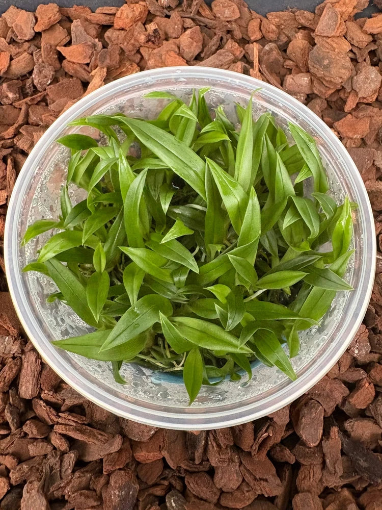 Green orchid leaves in clear round container on dark potting bark