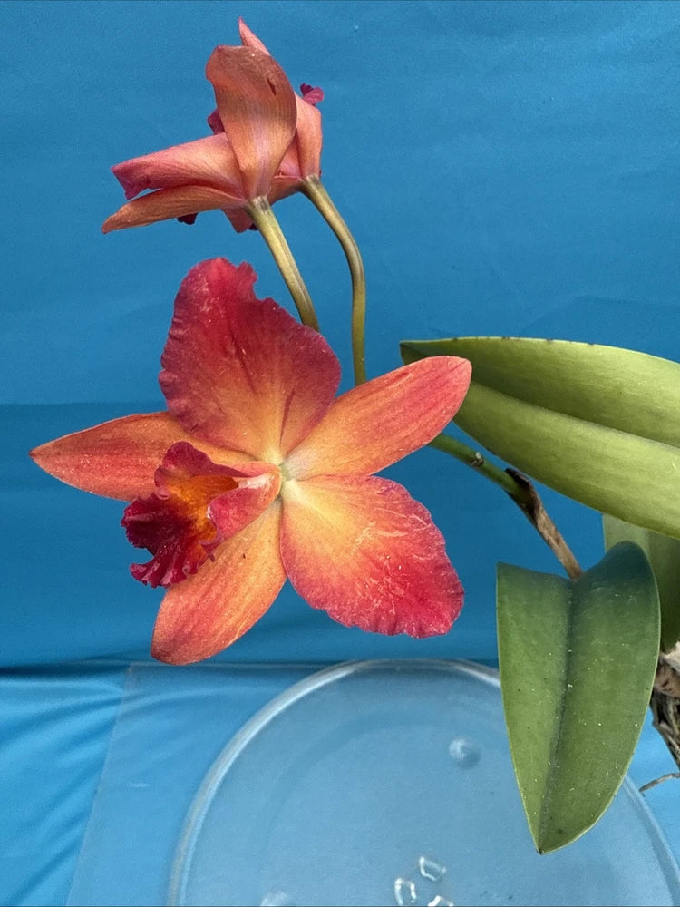 Orange-red pot orchid with two blossoms and green leaves in clear pot