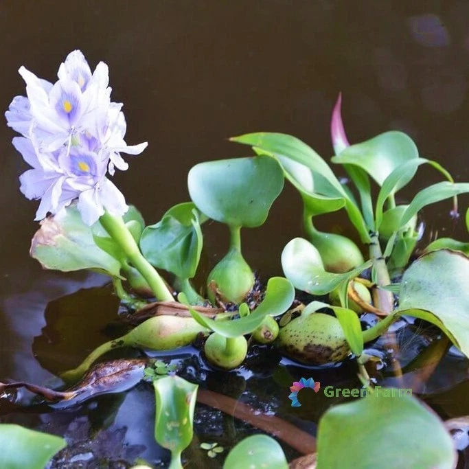 100 Seeds Eichhornia Water Hyacinths  Aquatic Unpretentious Flowering Plants Flowering Plants