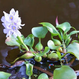 100 Seeds Eichhornia Water Hyacinths  Aquatic Unpretentious Flowering Plants Flowering Plants