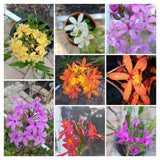 MYSTERY Color EPIDENDRUM Orchid Rooted KEIKI; USA Grown Fresh from mother plant Orchids