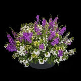 50 KWIK KOMBO BEACH BREEZE Live MULTI 3 Plants 1 Plugs Garden  Planters AV Garden Plants