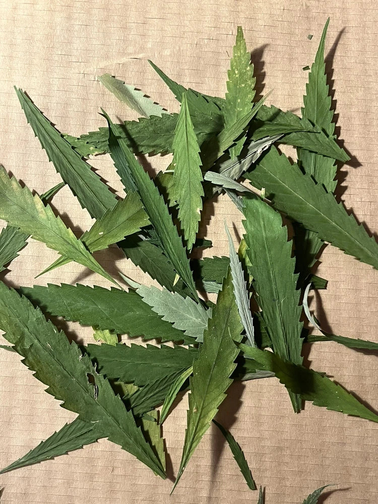50 Dried Pressed Hemp Leaves THC-Free Individual Blades Art Supp Craft DIY Leaf Dried Flower