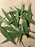 50 Dried Pressed Hemp Leaves THC-Free Individual Blades Art Supp Craft DIY Leaf Dried Flower
