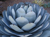 RARE AGAVE PARRYI TRUNCATA succulent artichoke plant exotic garden seed 15 SEEDS Garden Plants