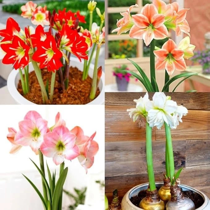 Flower bulb mix with lily blooms in red, pink, and white on tall stems