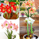 Imported Winter season flower bulb Amaryllis Lily Mix Bulb pack of 3 Lily