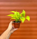 Neon Pothos in 4 inch Pot | Devils Ivy | Live Indoor Vine Plant | Starter Plant Orchids