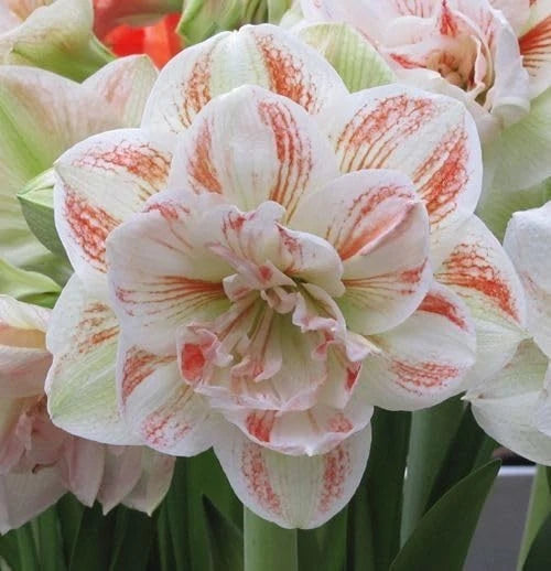 Double flower lily bloom with white petals and peach-orange speckled stripes