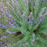 Official Hyssop Seeds (Hyssopus officinalis) ~Traditional Herb Pollinator Garden Garden Plants