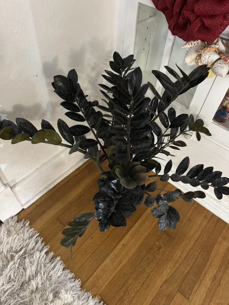 Dark ZZ plant in pot with black, glossy leaves