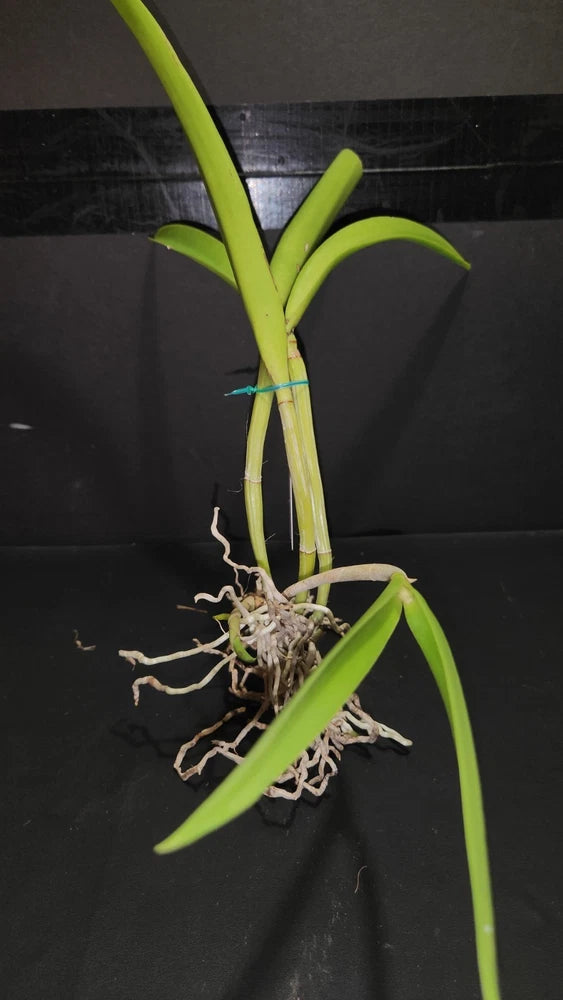 Lime green orchid plant with long stems and exposed roots