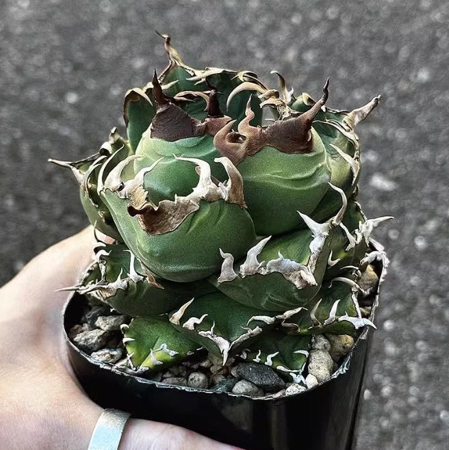 Agave Titanota imps RareAgave Beautiful Plant Garden DŽcor Boutique 5-7cm Garden Plants