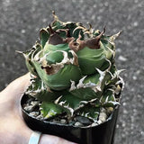 Agave Titanota imps RareAgave Beautiful Plant Garden DŽcor Boutique 5-7cm Garden Plants