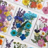 Colorful Dried Flowers for Crafting and Home Decoration DIY Material Pack Dried Flower