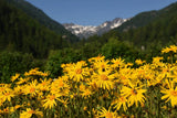 15 MOUNTAIN ARNICA Montana Wolf's Bane Yellow Flower Herb Seeds Flowering Plants