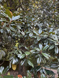 Real magnolia leaves 30 Leaves __deep Green Crafts Fish Food Ect Dried Flower