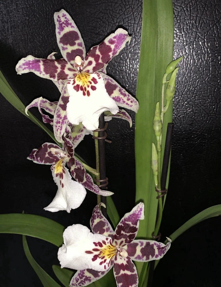 Live orchid plant with white petals and purple speckles, yellow centers; green leaves