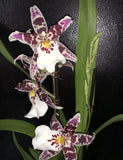 Beallara Lunatic Fringe IkeÕs Yikes Orchid Live Plant Orchids