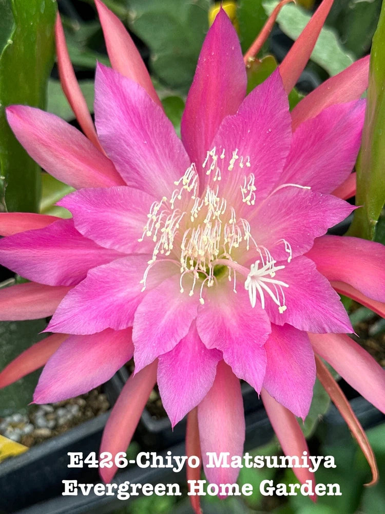 Pink Epiphyllum orchid cactus blossom with long cream stamens