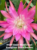 Rooted Epiphyllum Orchid Cactus ÒChiyo MatsumiyaÓ Growing In 4Ó Starter Pot. Orchids