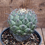 D2664 CORYPHANTHA CORNIFERA pot15-H13-W11 cm MaMa Cactus Green Plant