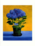 David Hockney Blue Hydrangeas Print Unframed Hydrangea