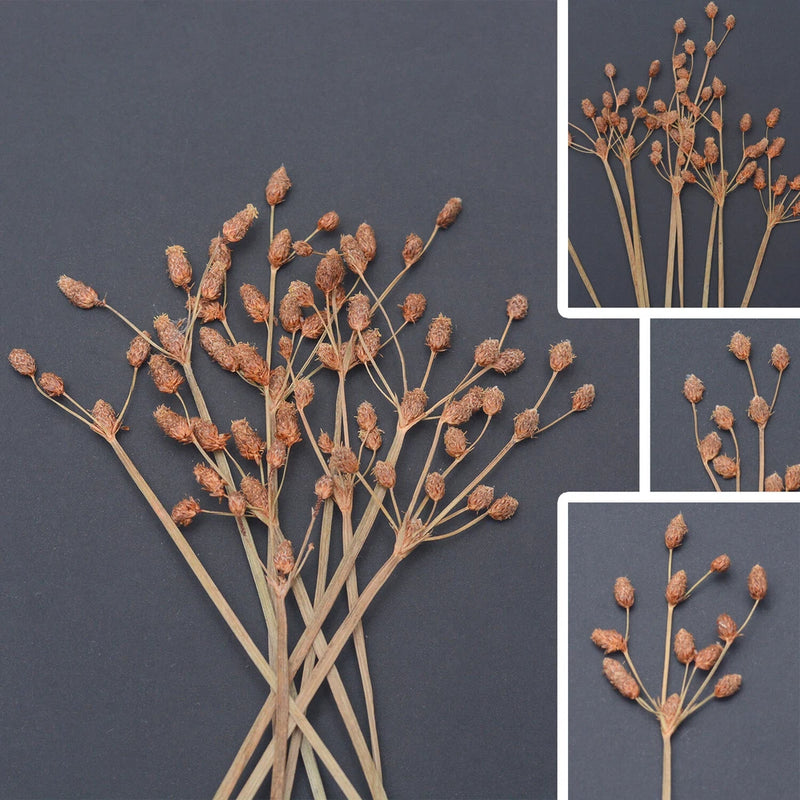 Bundle of dried pressed flower bud sprigs with small orange-brown blossoms on thin stems