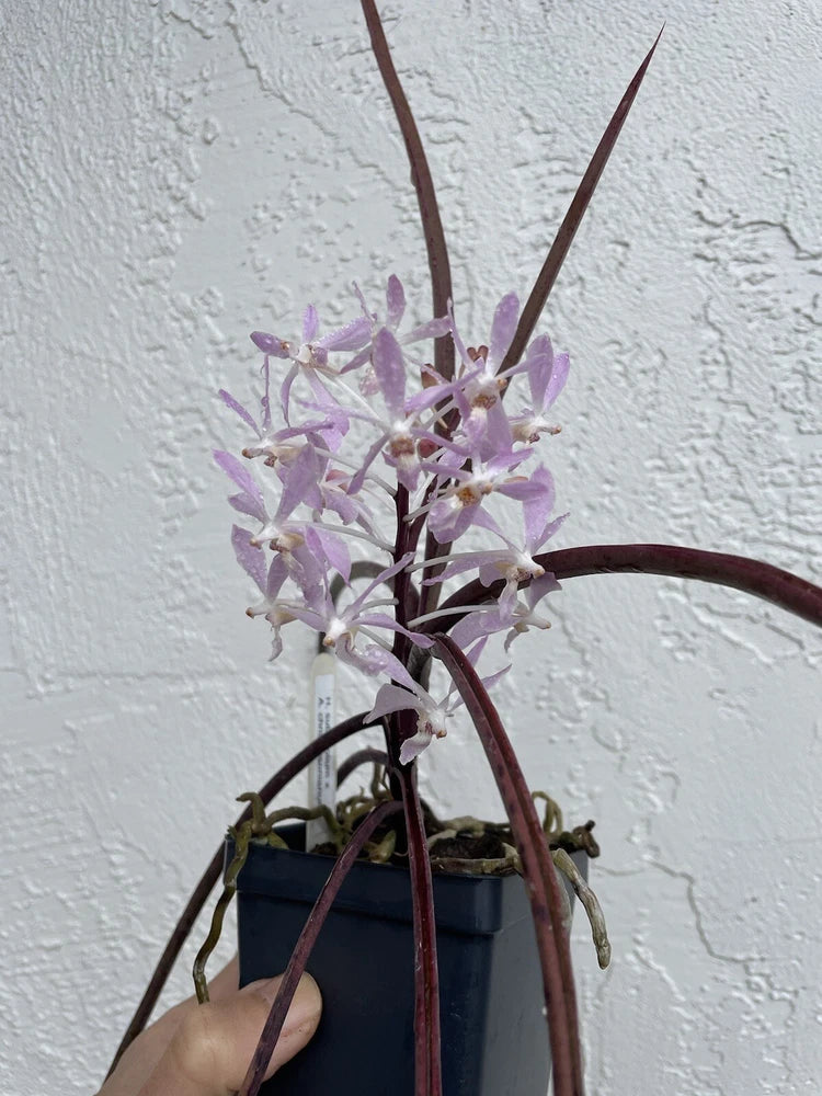 Purple and white orchid spikes in a dark pot, shown upright with long stems