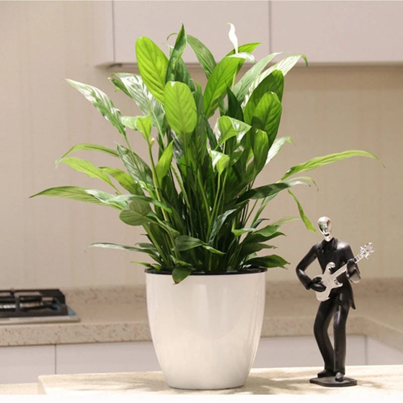 Lazy Flower-Plants-Pot Imitation-Porcelain Plastic Self-Water Potted Garden Tool Garden Plants