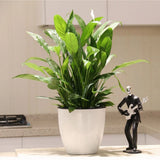 Lazy Flower-Plants-Pot Imitation-Porcelain Plastic Self-Water Potted Garden Tool Garden Plants