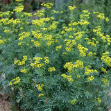 100+ Rue (Ruta graveolens) Seeds | Medicinal Herb Seeds | NON - GMO, US FreeShip Garden Plants