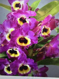 ORCHID PLANT Dendrobuim noble 2 stem no pot w buds not guaranteed . Orchids