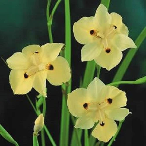 NEW! 25+  YELLOW FORTNIGHT LILY  FLOWER SEEDS  /  DROUGHT AND FROST HARDY Lily