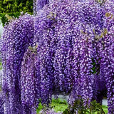 2 live PURPLE Wisteria Trees vines 12-18Ó tall now cascading blooms fast grower Flowering Plants