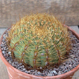 D6774 OROYA PERUVIANA pot15-H6-W10 cm MaMa Cactus Green Plant