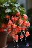 25+ Red Weeping Begonia Seeds for Garden Planting - USA - FREE SHIPPING! Garden Plants