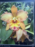 ORCHID PLANTS Rlc Waianae King one seedling no pot Orchids