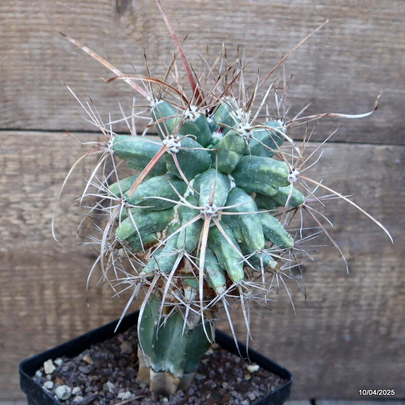 D1693 FEROBERGIA FUKURYU GRAFT pot12-H20-W13 cm MaMa Cactus Green Plant