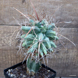 D1693 FEROBERGIA FUKURYU GRAFT pot12-H20-W13 cm MaMa Cactus Green Plant