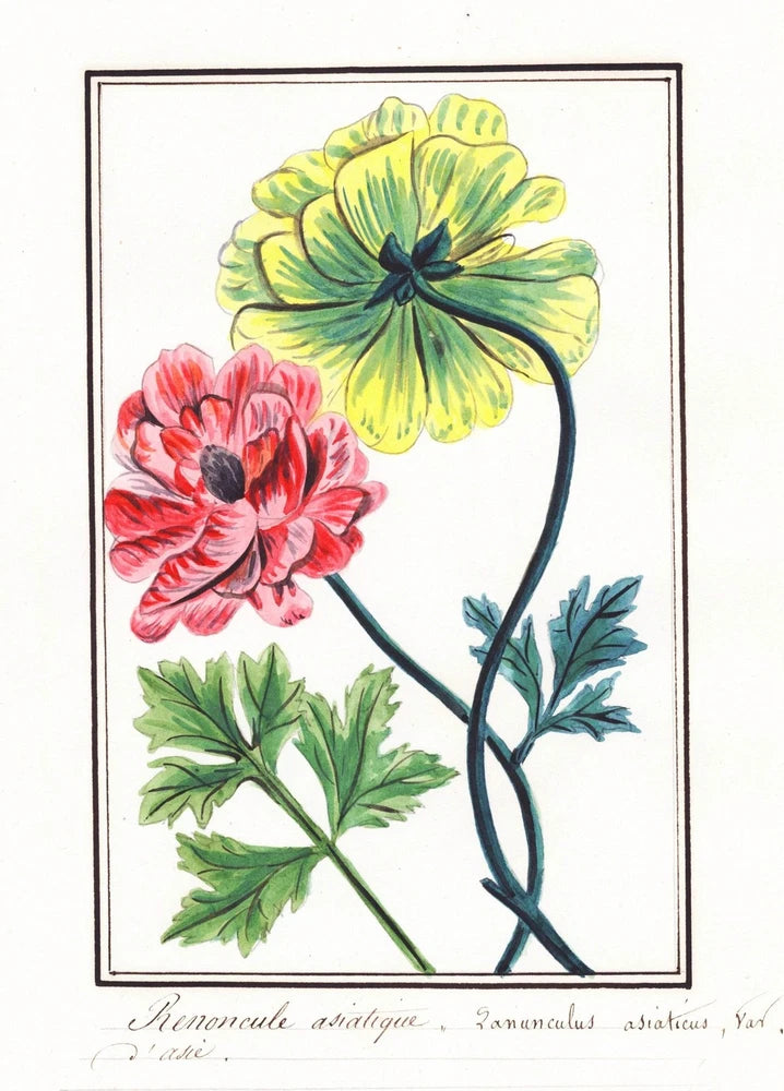 Persian Buttercup Ranunculus Flower Botany Watercolor Drawing 183 280011 Ranunculus