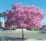 Tabebuia heterophylla, pink trumpet tree exotic flowering white cedar 50 seeds Orchids