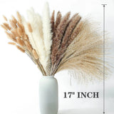 Dried Rabbit Tail Grass Mixed Color Pampas Sustainable Material Choice Pampas Grass