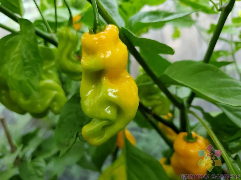25+ Madame Jeanette Hot Pepper Seeds for Garden Planting - USA - FREE SHIPPING! Garden Plants