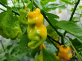 25+ Madame Jeanette Hot Pepper Seeds for Garden Planting - USA - FREE SHIPPING! Garden Plants