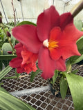ORCHID PLANTS 12 mixed bulbs  no tag surprise not perfect Orchids