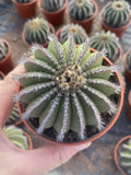 Raresucculent plant Uebelmannia pectinifera SelfRooted Garden DŽcor Boutique Garden Plants