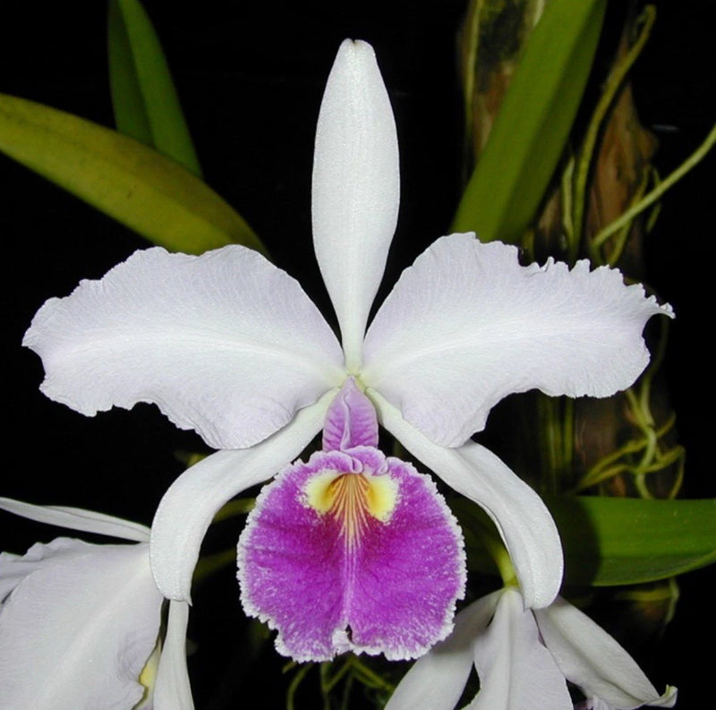 White orchid flower with purple center lip and ruffled petals